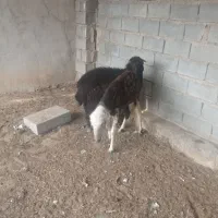 بره نر