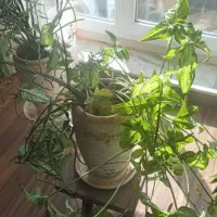 گل وگلدان زیبا