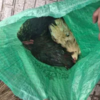 ۲ عدد خروس خانگی دانه ی ۵۵۰ هزار تومان|حیوانات مزرعه|تربتحیدریه, شهرک ولیعصر|دیوار