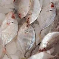 غزل شوشتر تازه|ماهی|اهواز, کارون|دیوار