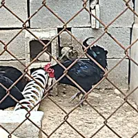 خروس پر کلاغی