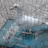 کوهی درگ مست