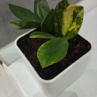 فروش زامو فیلیا ابلق|گل و گیاه طبیعی|شهرکرد, |دیوار