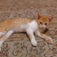 بچه گربه های مهربون و دوست داشتنی