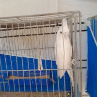 عروس هلندی البینو  مولد|پرنده|خمینی‌شهر, |دیوار