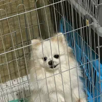 پامرانین پوزه بسیار کوتاه تراکم مو بالا ۱سالو نیمه