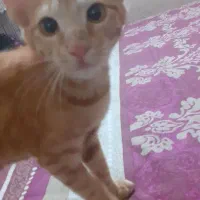 واگذاری DSH خونگی