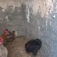 مرغ وخروس محلی جوجه ۳ ماهه هست ۲۰۰ تومان|حیوانات مزرعه|یزد, |دیوار