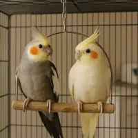 عروس هلندی پیدا شده در منطقه سعید آباد