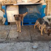 واگذاری سگ ژرمن توله ۵ماه