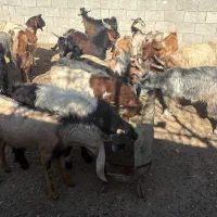 کهره چاق قصابی