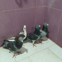 کبوتر پلاکی