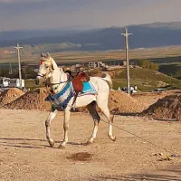 فروش دو راس اسب|اسب و تجهیزات اسبسواری|درودزن, |دیوار