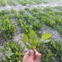 اسفناج تازه بهاره