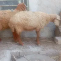 میش و بره نر پارساله|حیوانات مزرعه|سعدآباد, |دیوار