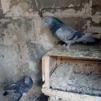 جفت ترکیه نرو ماده|پرنده|میاندوآب, |دیوار