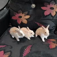 خرگوش