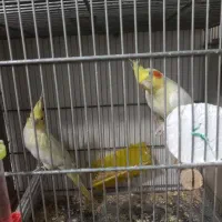 یک جفت عروس هلندی