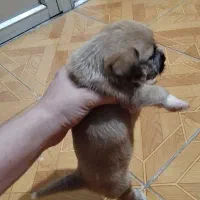 شیتزو  پیکنیز|سگ|گرگان, |دیوار