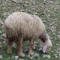 یک عدد میش وبره چاق کشتی