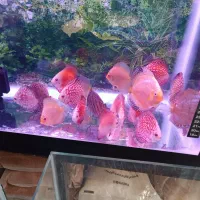 دیسکس|ماهی|اردبیل, |دیوار