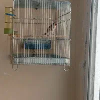 سهره و سهره قناری|پرنده|ملایر, |دیوار