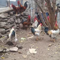 خروس سالم و سرحال