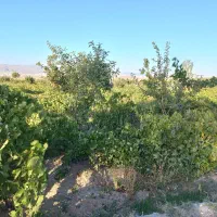 باغ انگور در روستای اژدهاتو|فروش دفتر صنعتی، کشاورزی، تجاری|زنجان, |دیوار