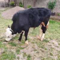 گوساله  نر سیمینتال خش خوراک و اصیل