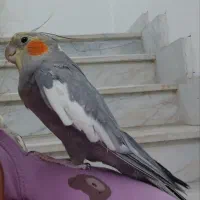 عروس هلندی گمشده|حیوانات|لنگرود, |دیوار