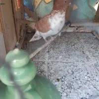 کبوتر گم شده