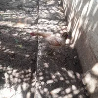 نیمچه مرغ وخروس