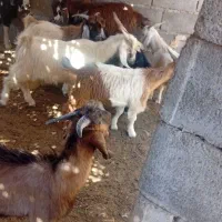 ده راس بره چاق پروار|حیوانات مزرعه|لنده, |دیوار