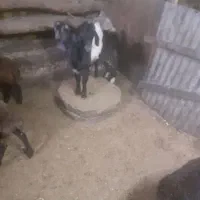 ۲ راس بز نر و یک راس بره مخصوص نگهداری و گشتاری