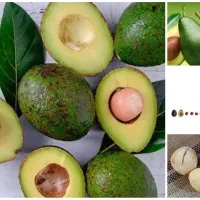 بذر(هسته) نهال آووکادو و تعدادی نهال آووکادو
