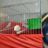 مرغ عشق دورگ|پرنده|ورامین, ورامین|دیوار