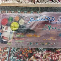 فرش ۱۲ متری|فرش|مشهد, شیرودی|دیوار