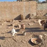 تعدادی مرغ و خروس محلی و گلین و بوقلمون فروشی|حیوانات مزرعه|الوند, |دیوار