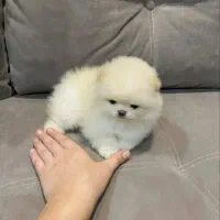 سگ مینی تیکاپ فنجونی %30 off ویژه تا اخر هفته|سگ|اصفهان, شاهد|دیوار