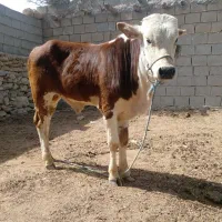 گاو نر وگوساله ماده