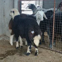 3عدد گوسفند توقلی ماده جنس بالا