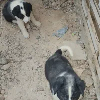 توله سگ نر و ماده|سگ|شاهین‌شهر, حاجی آباد|دیوار