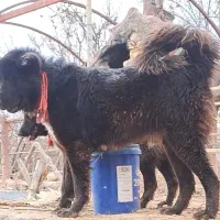 سگ قدرجونی نر