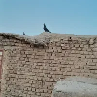 این کبوتر ها رو دزد برده هر کی پیداکن|حیوانات|هیرمند, |دیوار