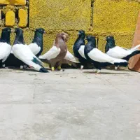 کفتر دم سفید|پرنده|شیراز, آبیاری|دیوار