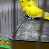 مرغ عشق پرواته ای معاوضه با فنچ نرگسی شکلاتی|پرنده|تبریز, |دیوار