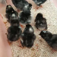 تخم نطفه دار مرغ و خروس اصیل آمروک و برهما|حیوانات مزرعه|مشهد, عبادی|دیوار