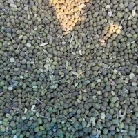 فروش ماش پاک امسال