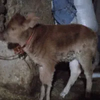 دو راس گوساله شیری