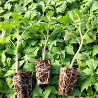 بذر نشا گوجه فرنگی